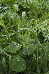 Similar image 1557432