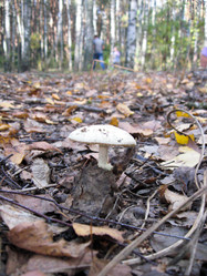 Similar image 1558129