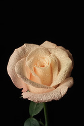 Similar image 1558398