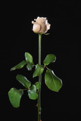 Similar image 1558422