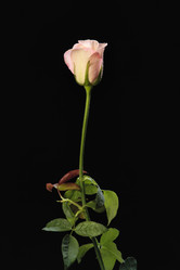 Similar image 1558430