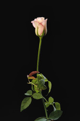 Similar image 1558431