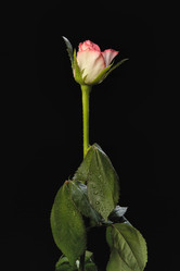 Similar image 1558432