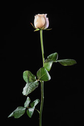 Similar image 1558434