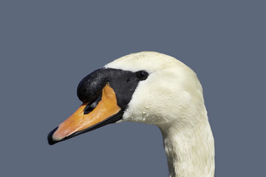 Similar image 1558745