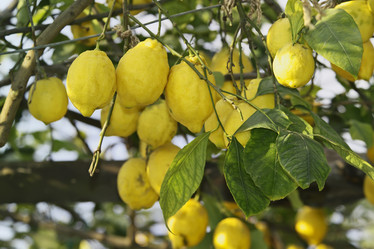 Similar image 1558756