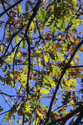 Similar image 1558797