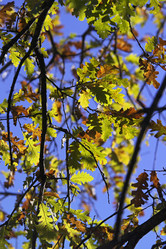 Similar image 1558800