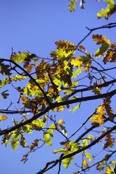 Similar image 1558806