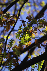 Similar image 1558811