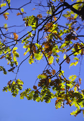 Similar image 1558812