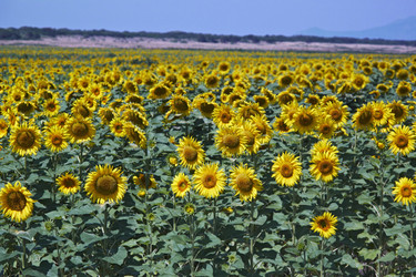 Similar image 1559335