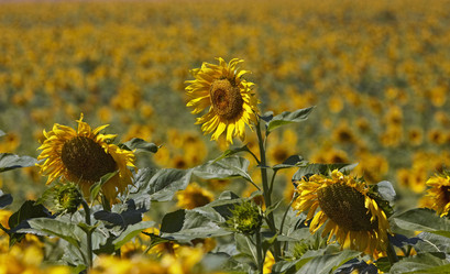 Similar image 1559337