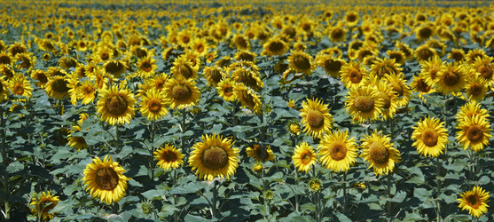 Similar image 1559345