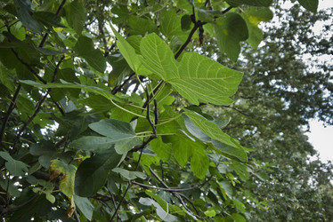 Similar image 1559989