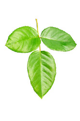 Similar image 1560291