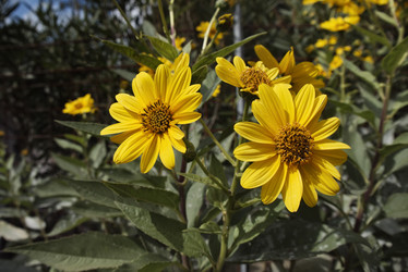 Similar image 1560387