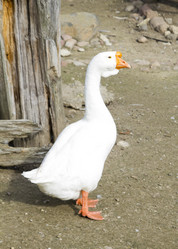 Similar image 1560704