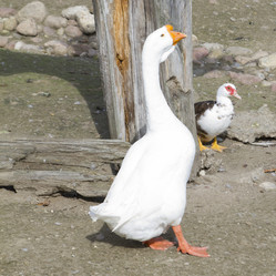 Similar image 1560710