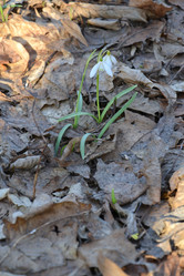 Similar image 1561055