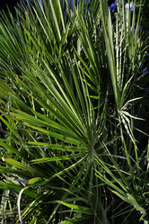 Similar image 1561086