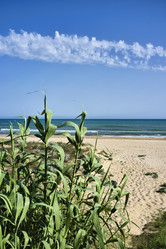 Similar image 1561095