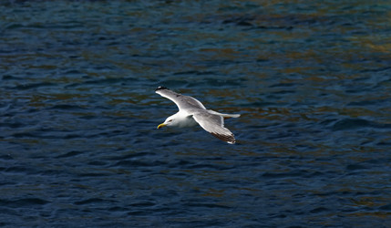 Similar image 1561227