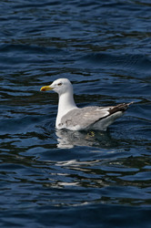 Similar image 1561230