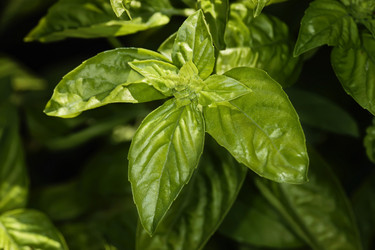 Similar image 1561605