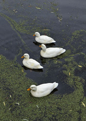 Similar image 1561826