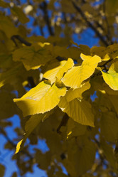 Similar image 1561915