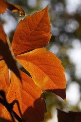 Similar image 1561939