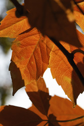 Similar image 1561942