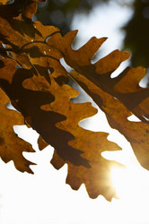 Similar image 1561953