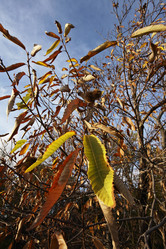 Similar image 1561960