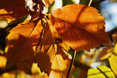 Similar image 1561967