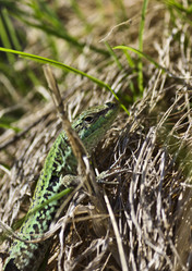 Similar image 1562087