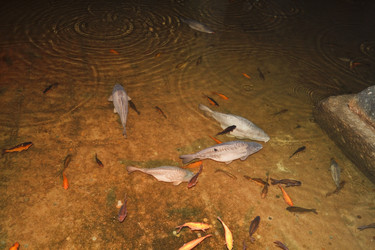 Similar image 1562235