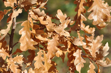 Similar image 1562410