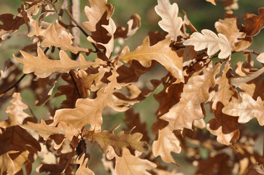 Similar image 1562411