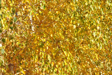 Similar image 1562413