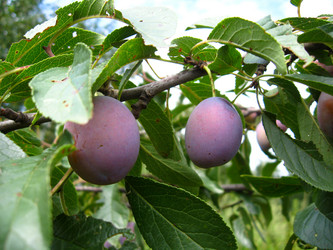 Similar image 1562430