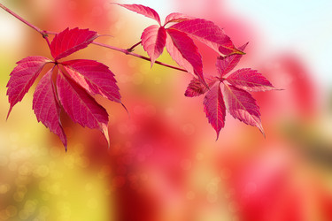 Similar image 1562432