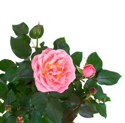 Similar image 1562556