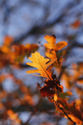 Similar image 1563099