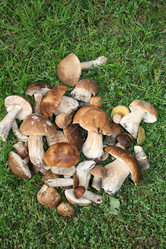 Similar image 1563699