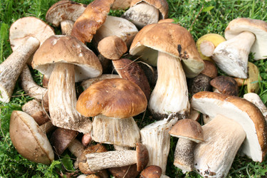 Similar image 1563700