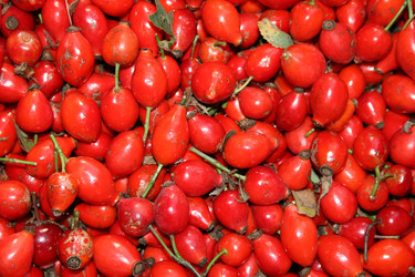 Similar image 1563717