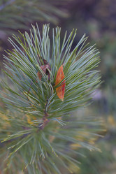 Similar image 1563820