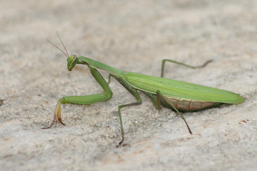 Similar image 1563897